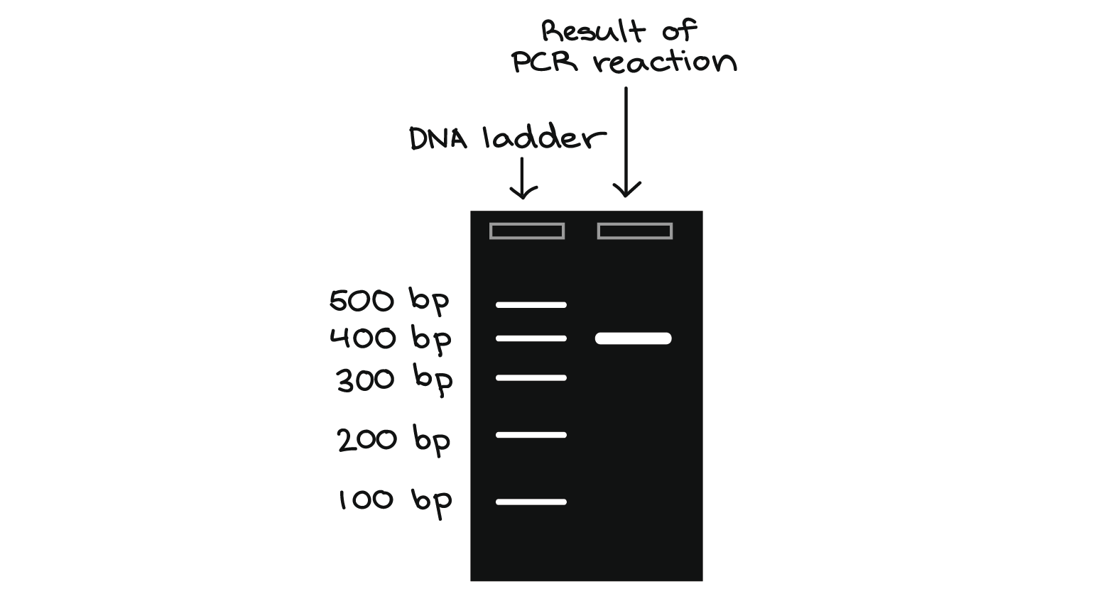 1560x833 dna drawing dna ladder for free download - Dna Ladder Drawing