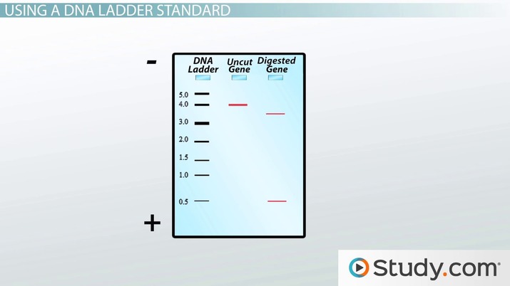 715x402 Agarose Gel Electrophoresis Results Analysis - Dna Ladder Drawing