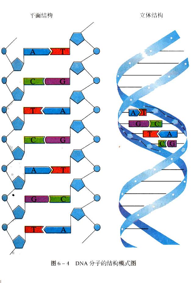 Vega dna. Модель молекулы ДНК. Модель структуры ДНК (разборная). Построение схем молекул ДНК. Модель ДНК биология.