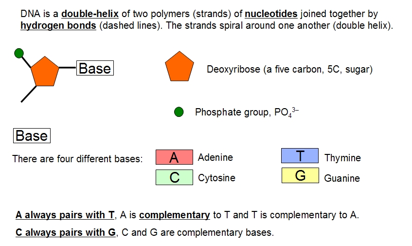 847x505 Dna Structure Clipart Drawing Labeled - Dna Model Drawing