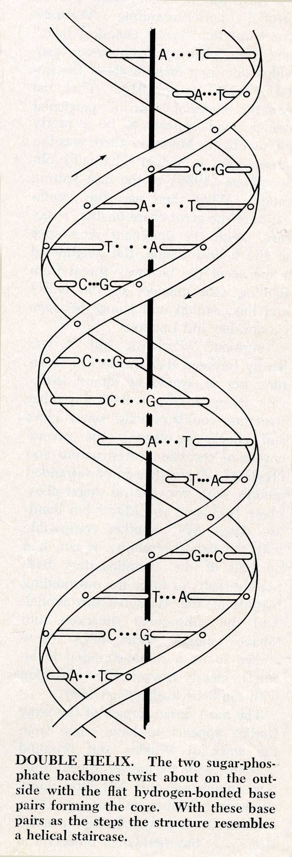 600x1762 draw a sketch of your completed dna model best of dna structure - Dna Model Drawing