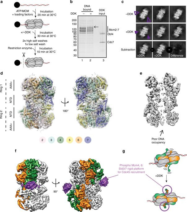 604x685 Draw A Sketch Of Your Completed Dna Model Inspirational Cryo Em - Dna Model Drawing