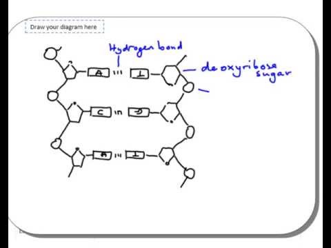 480x360 Drawing Dna Structure - Dna Model Drawing
