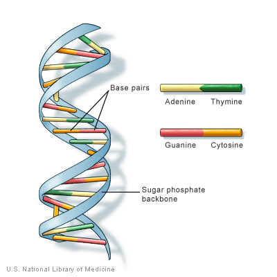 400x400 Enzymes Simplify Dna Code - Dna Model Drawing