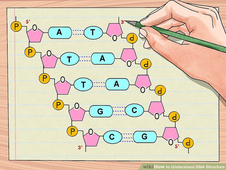 728x546 How To Understand Dna Structure Steps - Dna Model Drawing