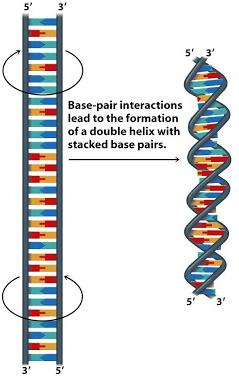 239x381 Huge Collection Of 'dna Ladder Drawing' Download More Than - Dna Model Drawing