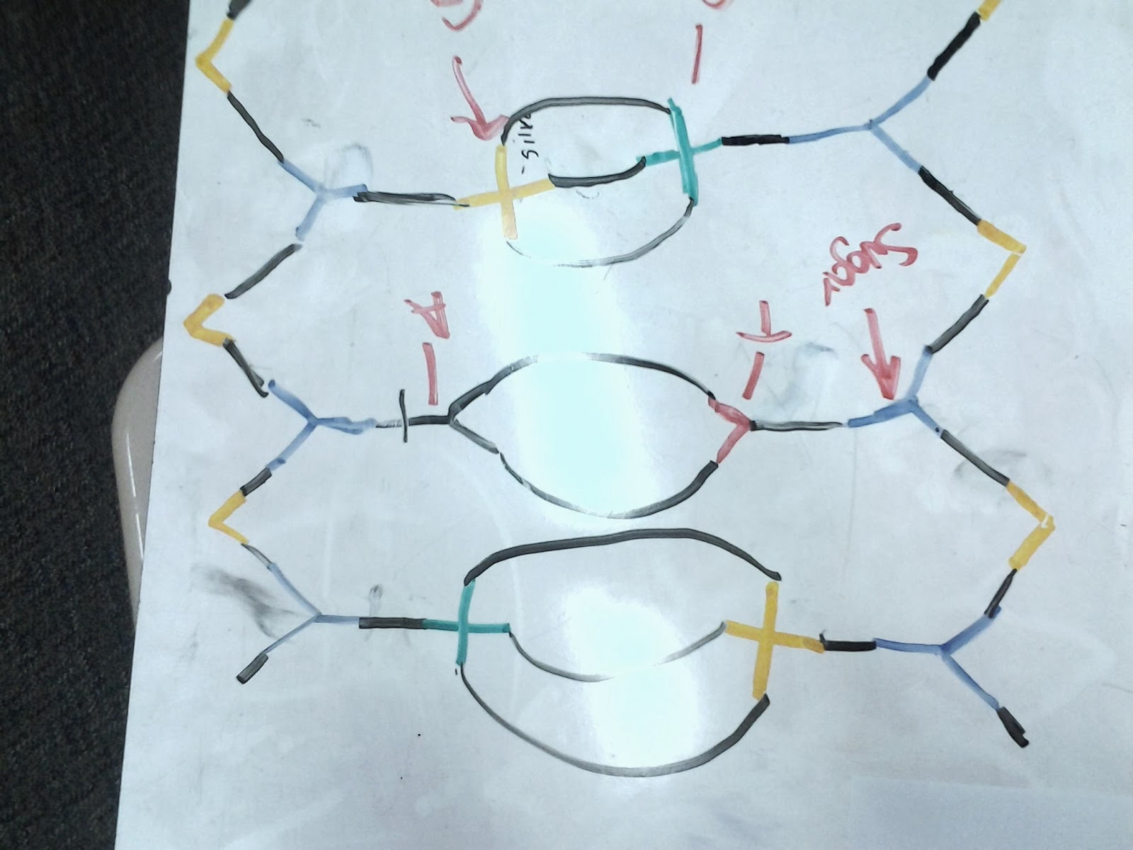 1600x1200 Leah's Biology Blog Models Of Dna Structures - Dna Model Drawing