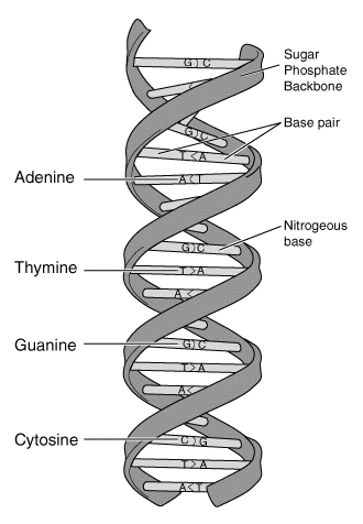 330x476 molecular structure of nucleic acids a structure for deoxyribose - Dna Model Drawing