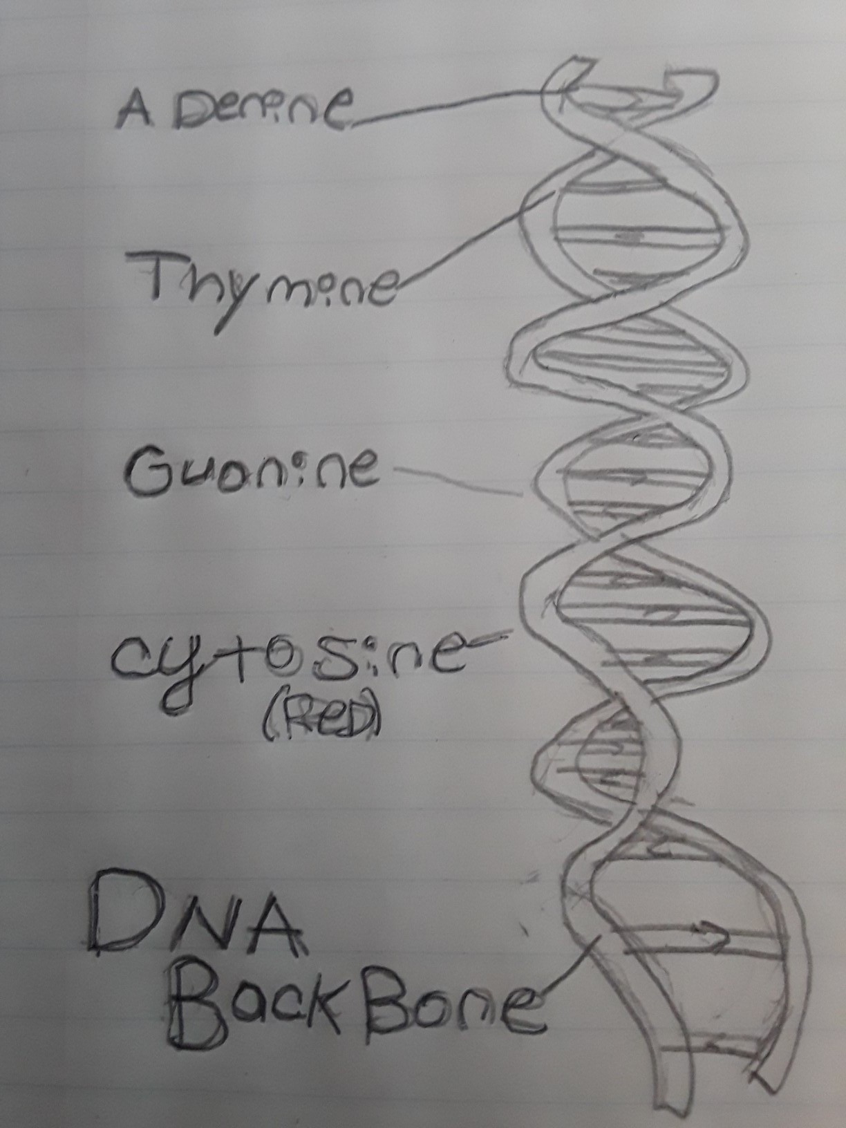 1224x1632 Plzzzzzz Helpppp Draw A Sketch Of Your Completed Dna Model Label - Dna Model Drawing