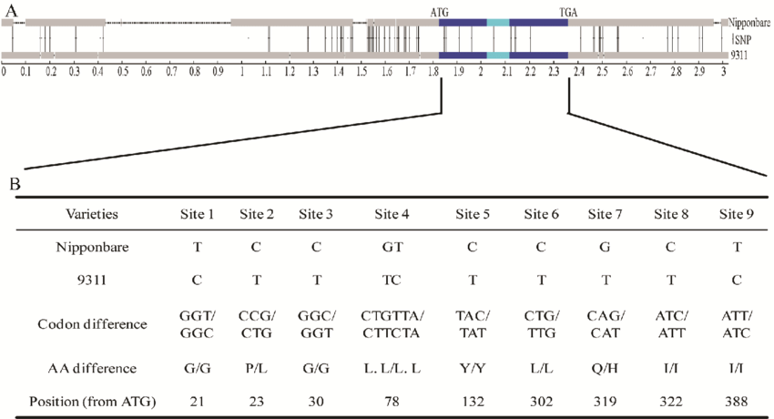 850x460 Schematic Drawing Of Isp Structure With A Summary Of Dna - Dna Model Drawing