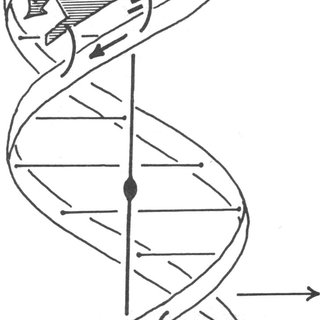 320x320 Schematic Drawing Of The Two Types Of Model Complexes The Two Dna - Dna Model Drawing