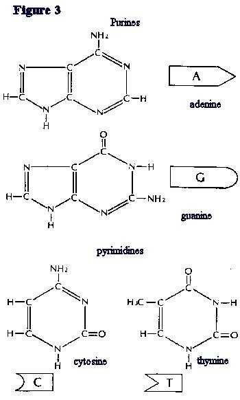 350x582 Dna Models - Dna Model Drawing
