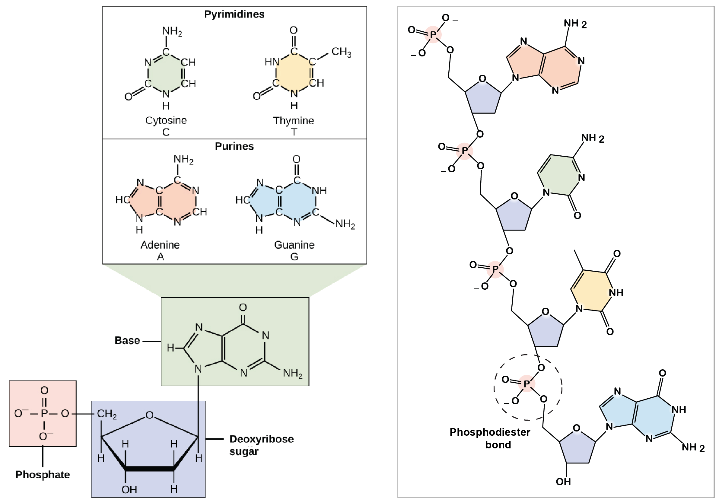 2383x1667 Discovery Of The Structure Of Dna - Dna Molecule Drawing