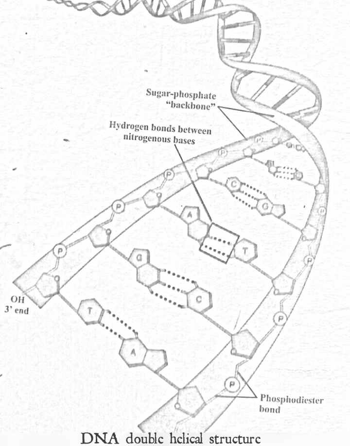 720x918 Dna Molecule Diagram - Dna Molecule Drawing