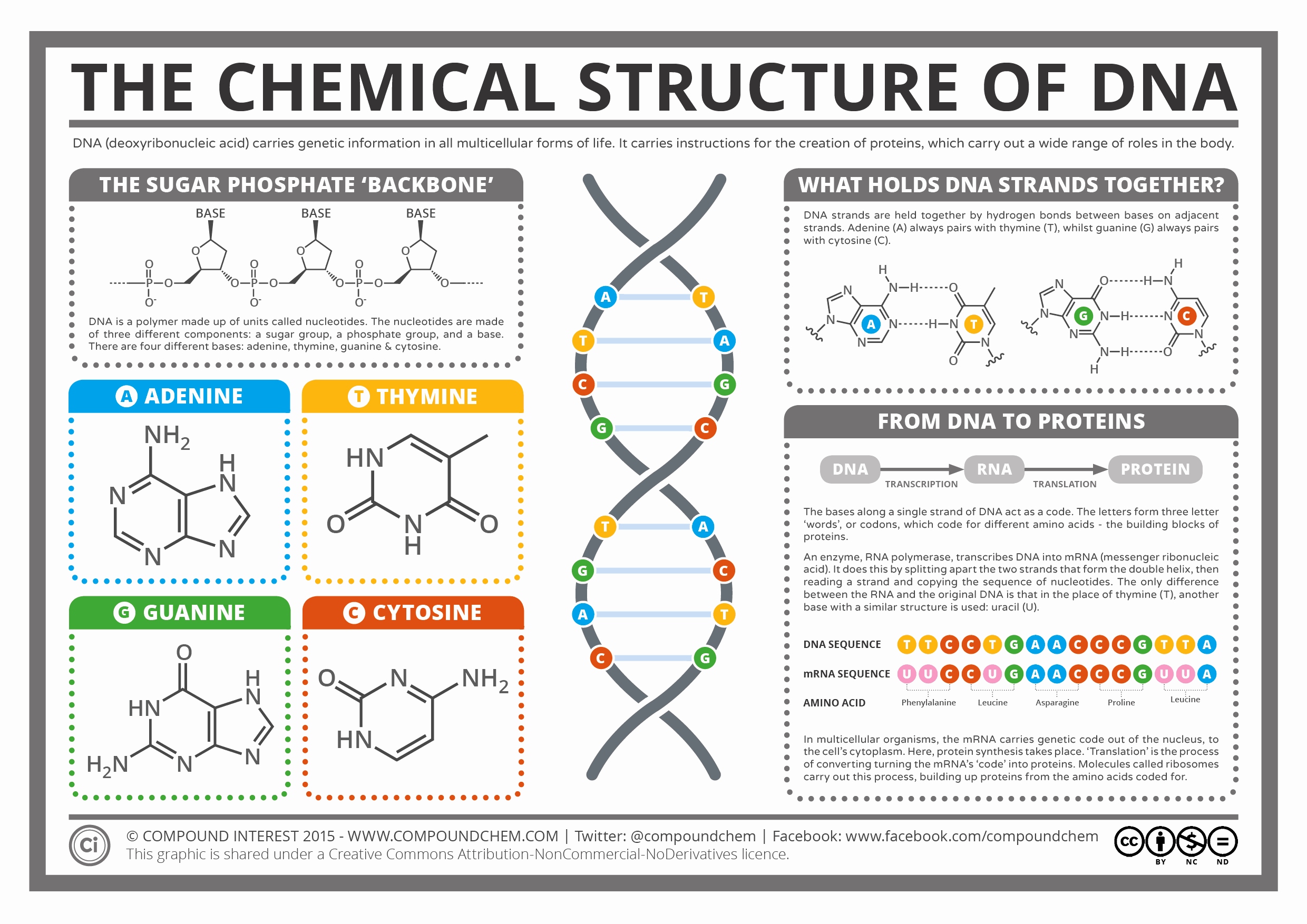 2480x1754 dna molecule diagram best of the chemical structure of dna - Dna Molecule Drawing