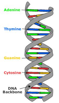 200x349 Dna Molecule Diagram Electrical Wiring Diagram - Dna Molecule Drawing