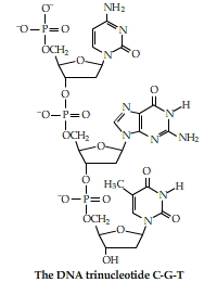 200x260 Solved Draw The Structure Of A Dna Nucleotide Represented - Dna Molecule Drawing