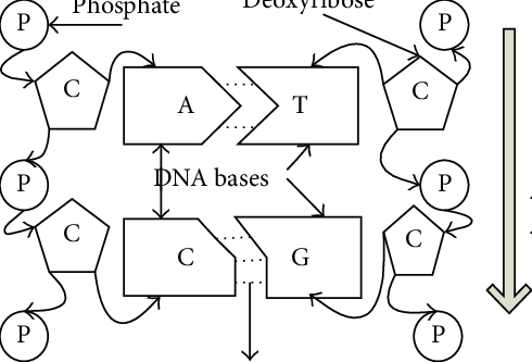 490x333 The General Structure Of The Dna Molecule Download Scientific - Dna Molecule Drawing