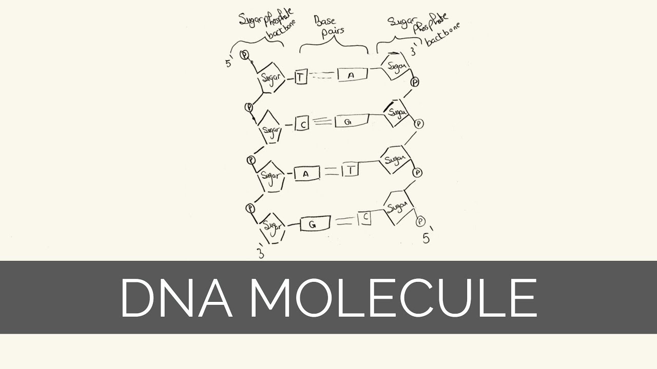 1280x720 how to draw dna molecule of dna - Dna Molecule Drawing