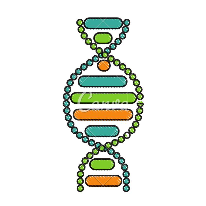 800x800 Dna Molecule Sketch - Dna Molecule Drawing