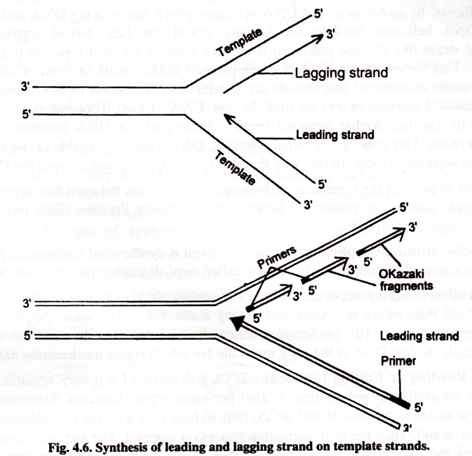 472x456 Dna Replication - Dna Replication Drawing