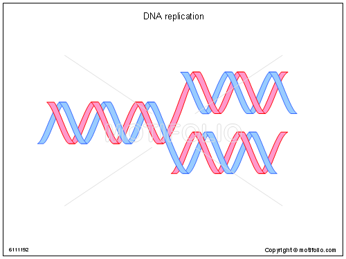 500x375 Dna Replication Illustrations - Dna Replication Drawing