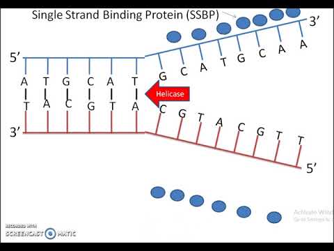 480x360 Dna Replication With Drawing - Dna Replication Drawing