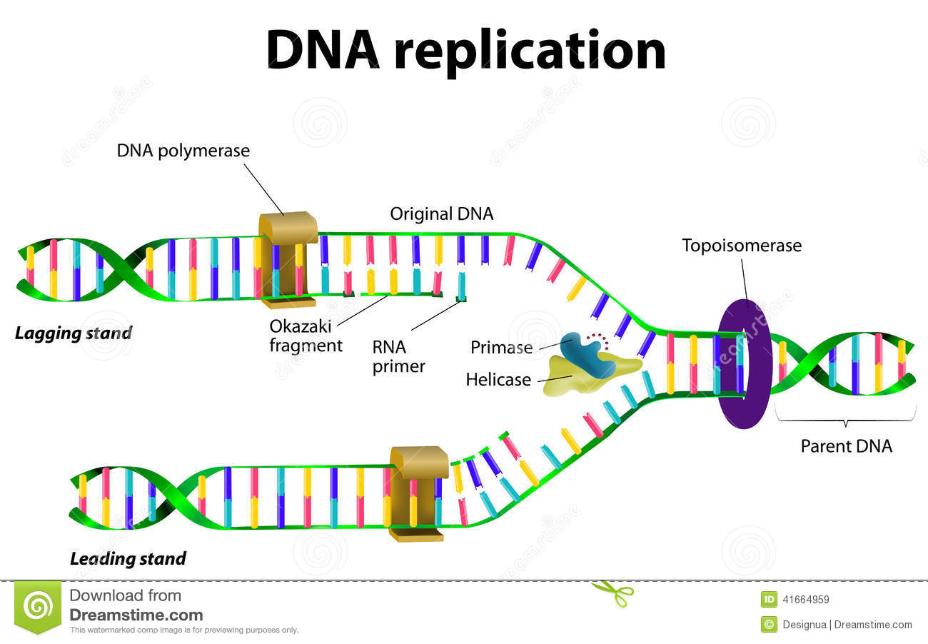 1300x902 Dna Replication Clipart Great Free Clipart, Silhouette, Coloring - Dna Replication Drawing