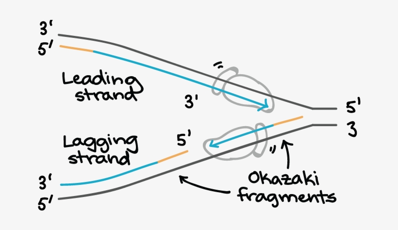 Dna Replication Drawing