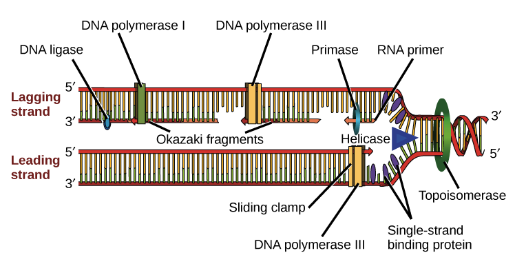 Dna Replication Drawing At PaintingValley.com | Explore Collection Of ...