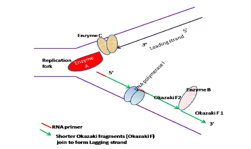 850x505 Naming Of Selected Enzymes In Dna Replication Download - Dna Replication Drawing