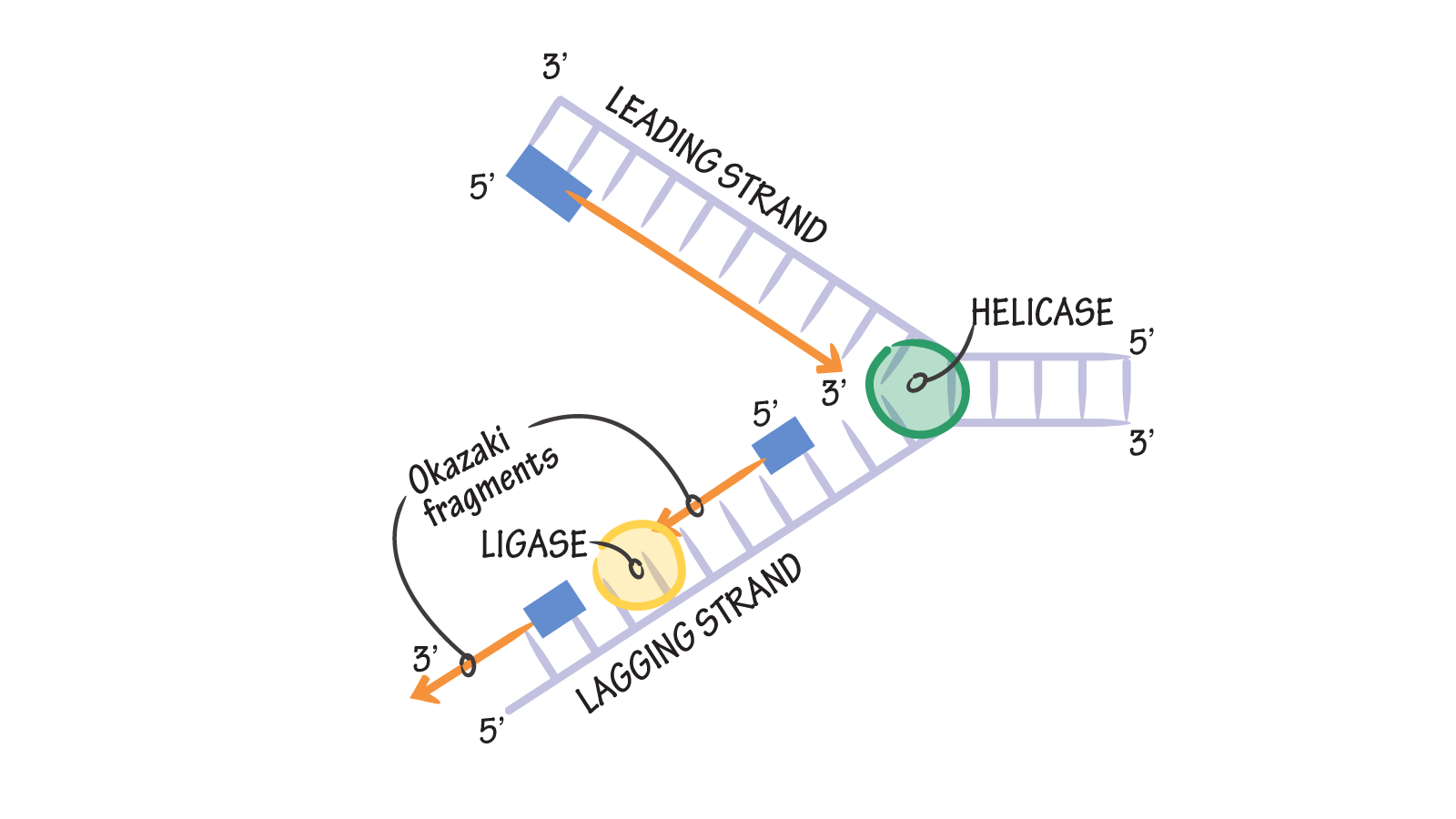 1600x900 True Or False During Dna Replication, Helicase Joins Fragments - Dna Replication Drawing