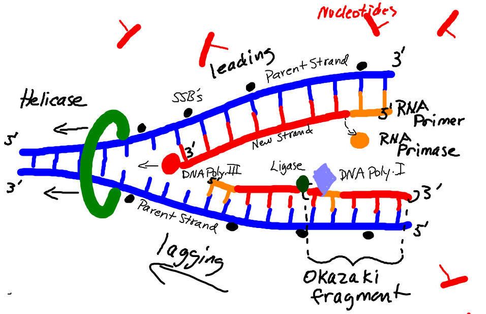 Dna Replication Drawing at Explore collection of