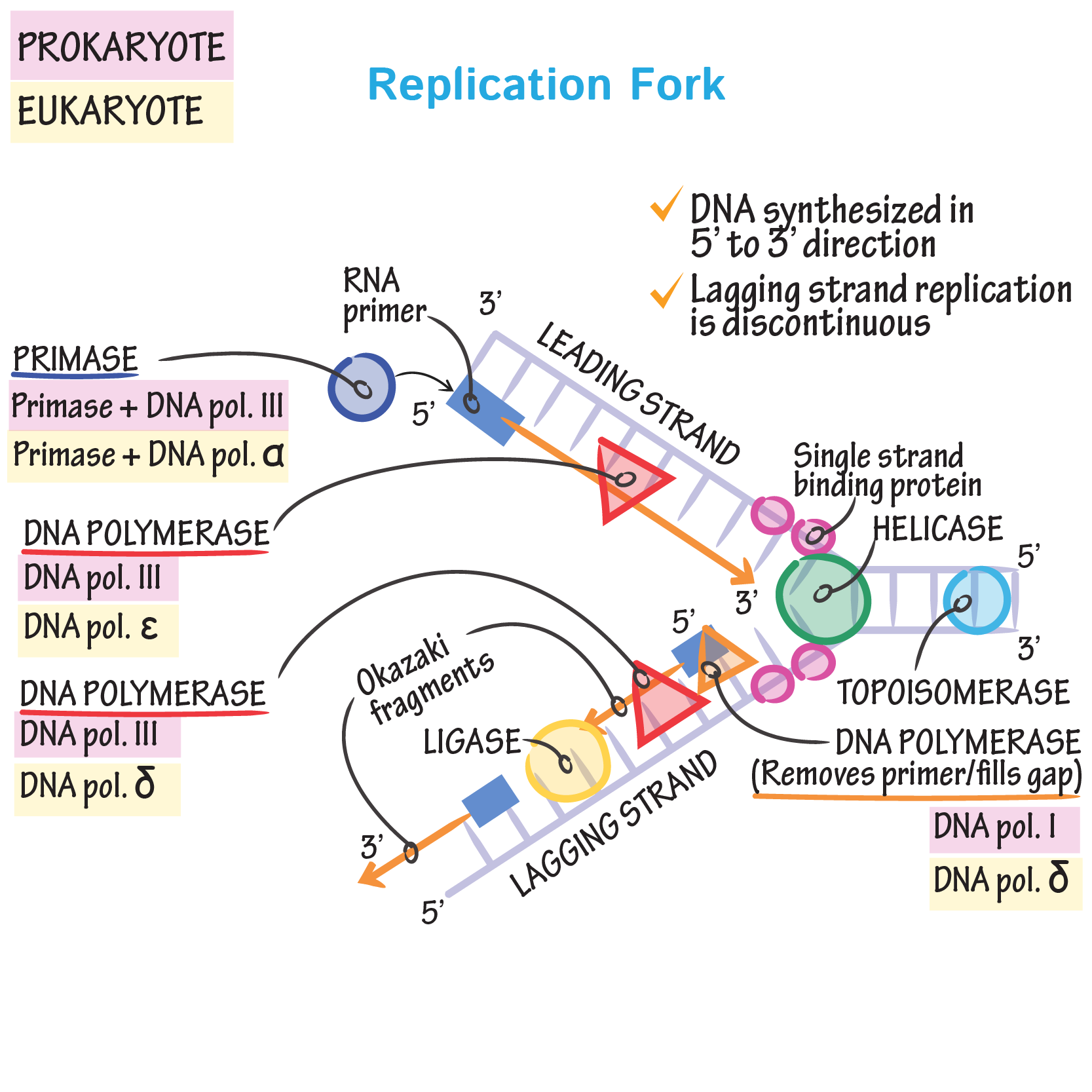 Dna Replication Drawing At PaintingValley Explore Collection Of