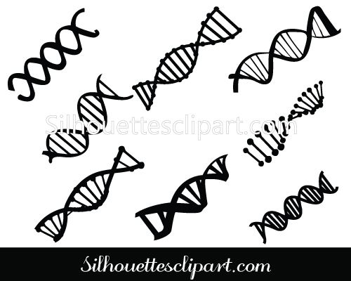 500x400 Dna Strand Drawing - Dna Strand Drawing