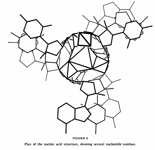 503x487 Dna Strand Drawing - Dna Strand Drawing