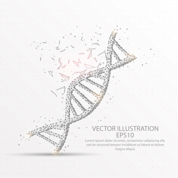626x626 Dna Strand Symbol Low Poly Wire Frame On White Background Vector - Dna Strand Drawing