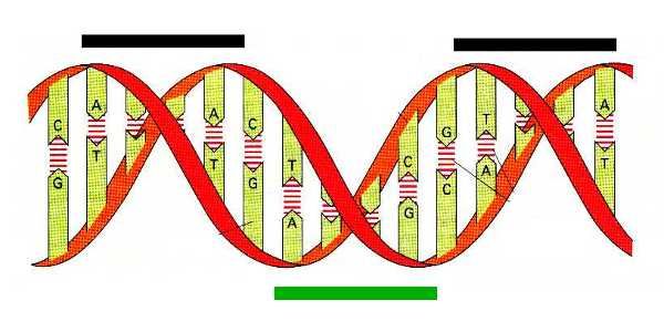600x300 simple dna strand drawing dna strandstrucure or khalib - Dna Strand Drawing