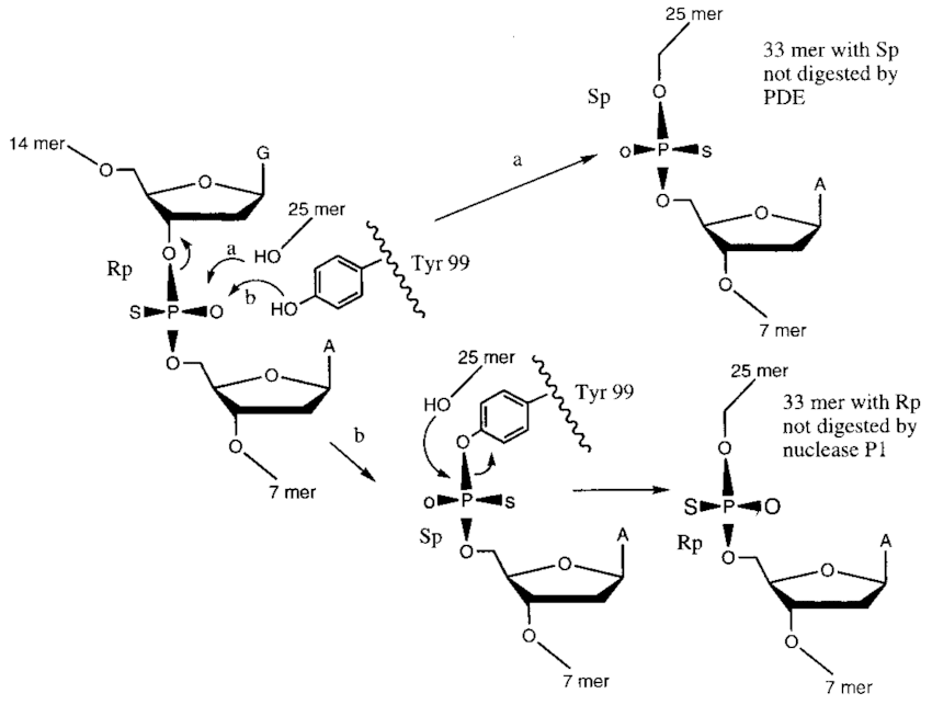 850x643 Stereochemical Course Of Repb Mediated Dna Strand Transfer - Dna Strand Drawing