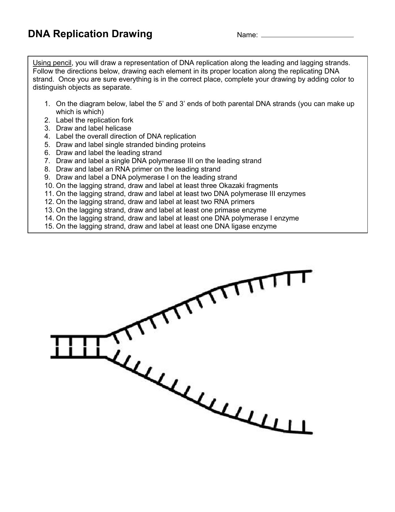 1275x1651 Dna Replication Drawing - Dna Strand Drawing