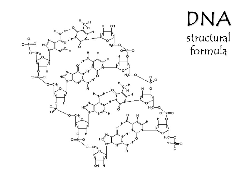  Dna Replication Drawing at PaintingValley.com Explore collection of 