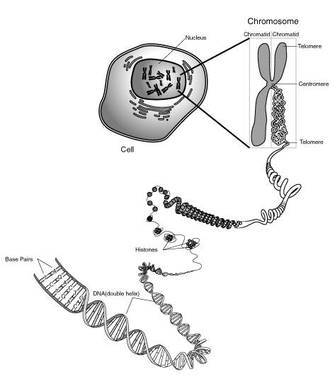 473x552 diagram of chromosome structure - Dna Structure Drawing