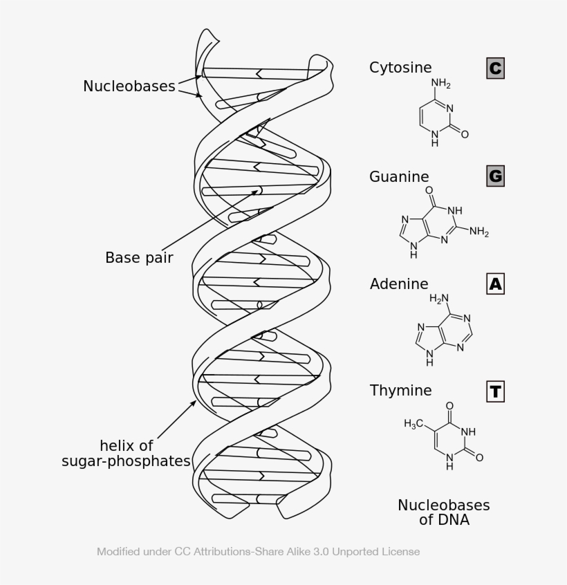 Dna Structure Drawing at PaintingValley.com | Explore collection of Dna ...
