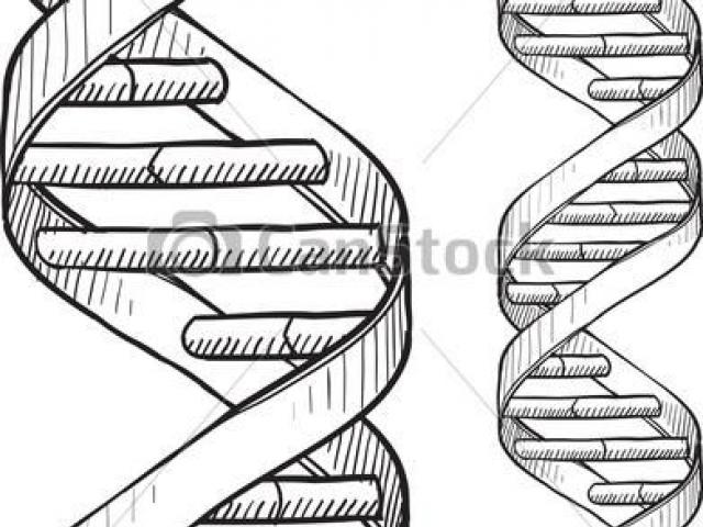 Dna Structure Drawing Labeled ~ Drawing Tutorial Easy