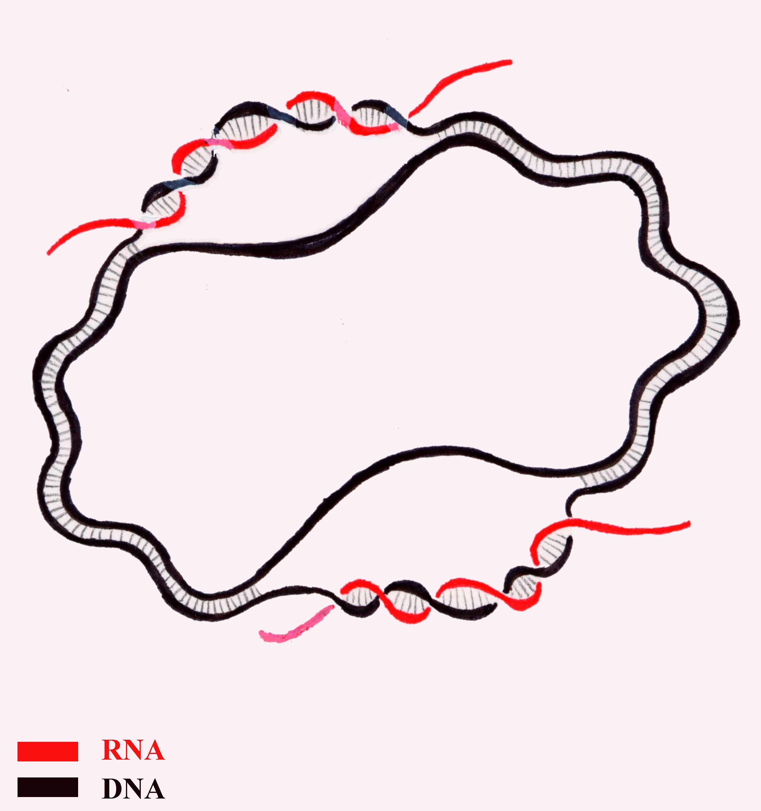 2562x2731 non helical models of dna structure - Dna Structure Drawing