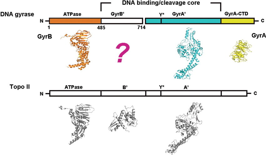 850x496 schematic drawing of dna gyrase primary structure in comparison - Dna Structure Drawing