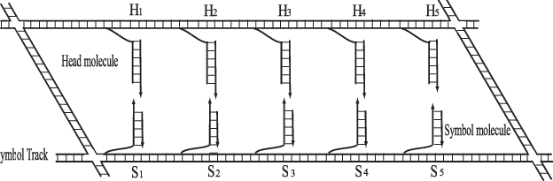 624x205 schematic drawing of the structure of the autonomous dna turing - Dna Structure Drawing