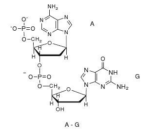 322x285 solved draw the structure of the dinucleotide a t the st - Dna Structure Drawing