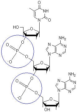249x359 structural biochemistrynucleic aciddnadna structure - Dna Structure Drawing