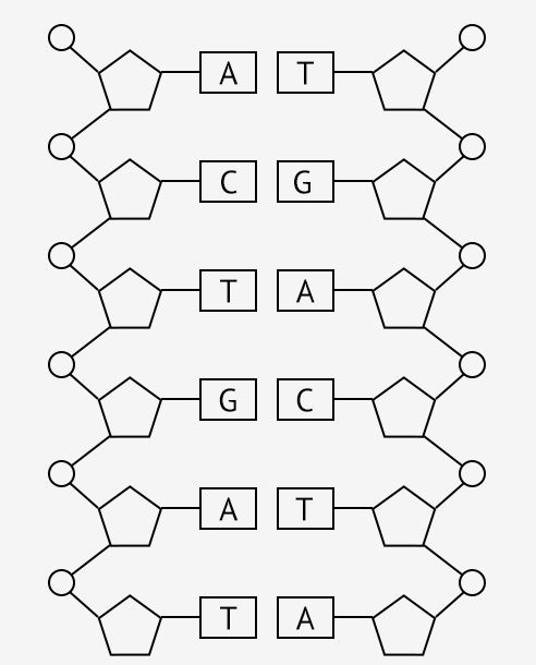 Dna Structure Drawing at PaintingValley.com | Explore collection of Dna ...